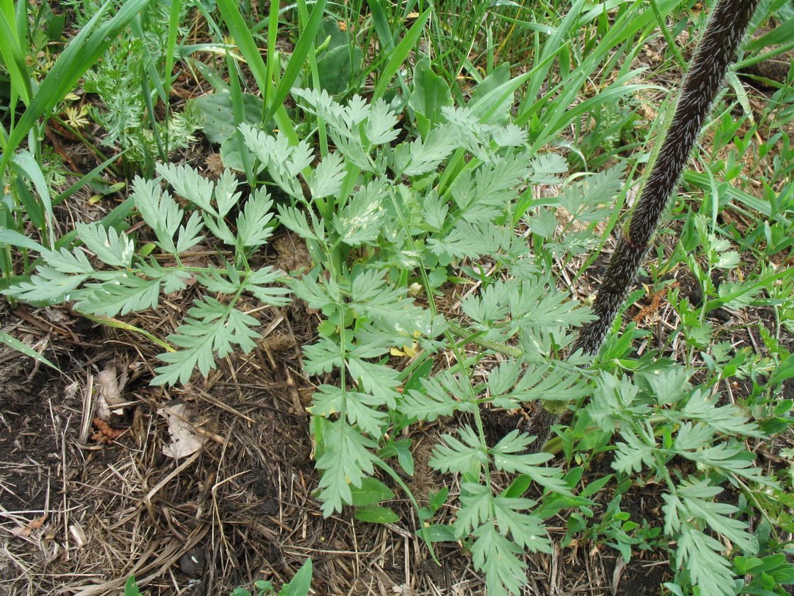 Image of Chaerophyllum prescottii specimen.
