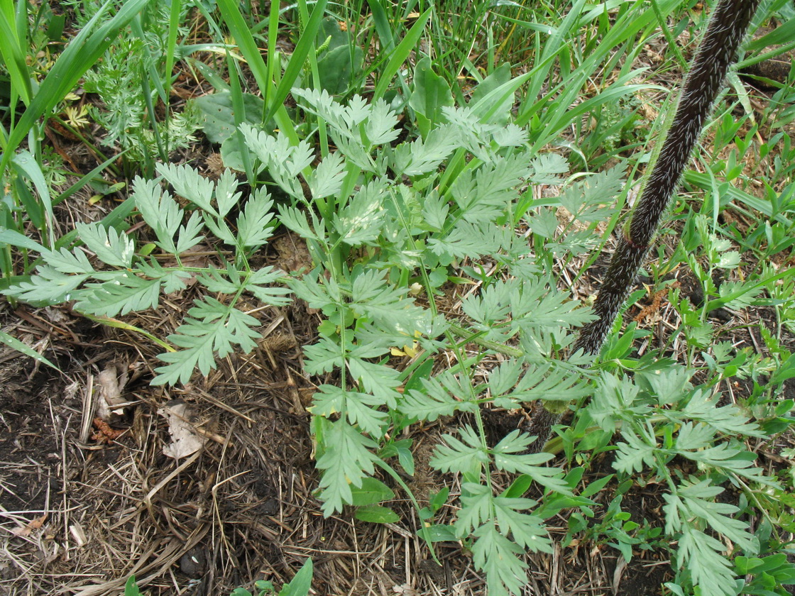 Изображение особи Chaerophyllum prescottii.