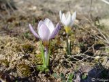 Crocus tauricus