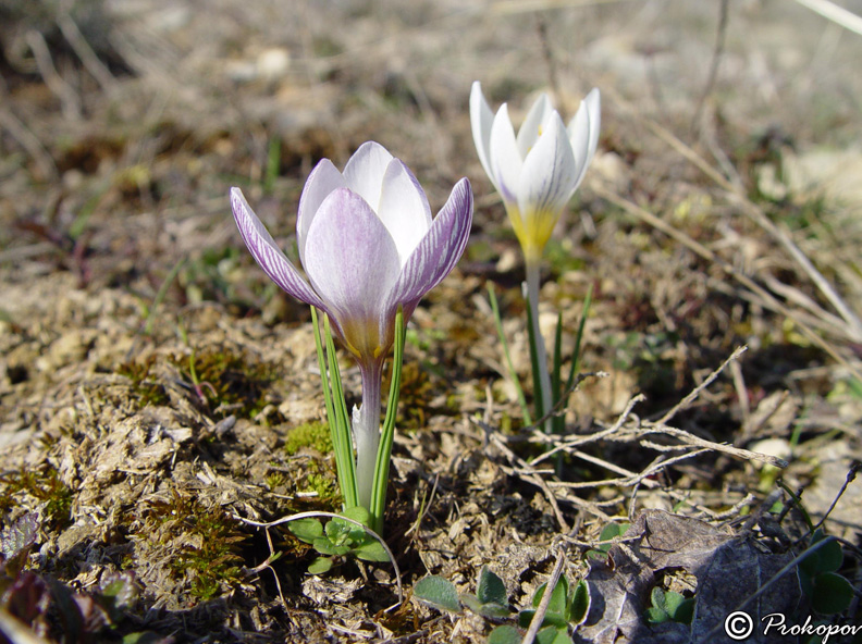 Изображение особи Crocus tauricus.