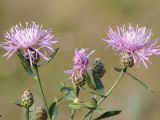 Centaurea stoebe