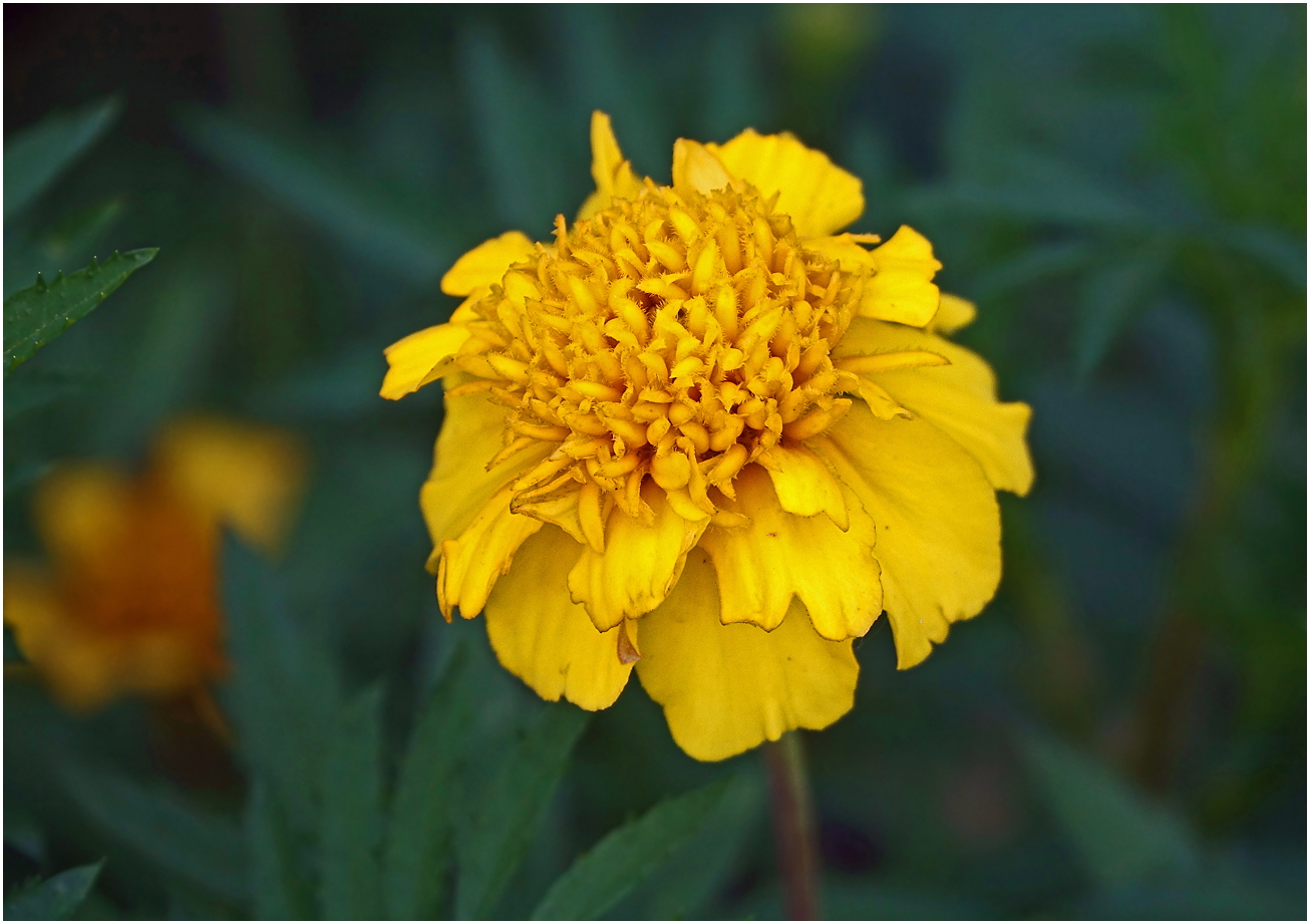 Image of Tagetes patula specimen.