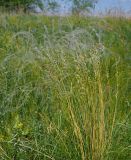 Stipa pennata