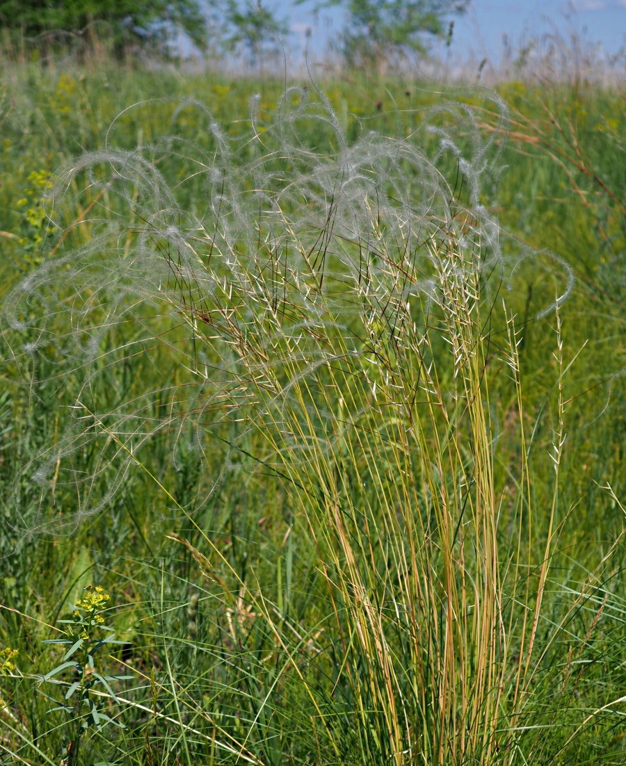 Изображение особи Stipa pennata.