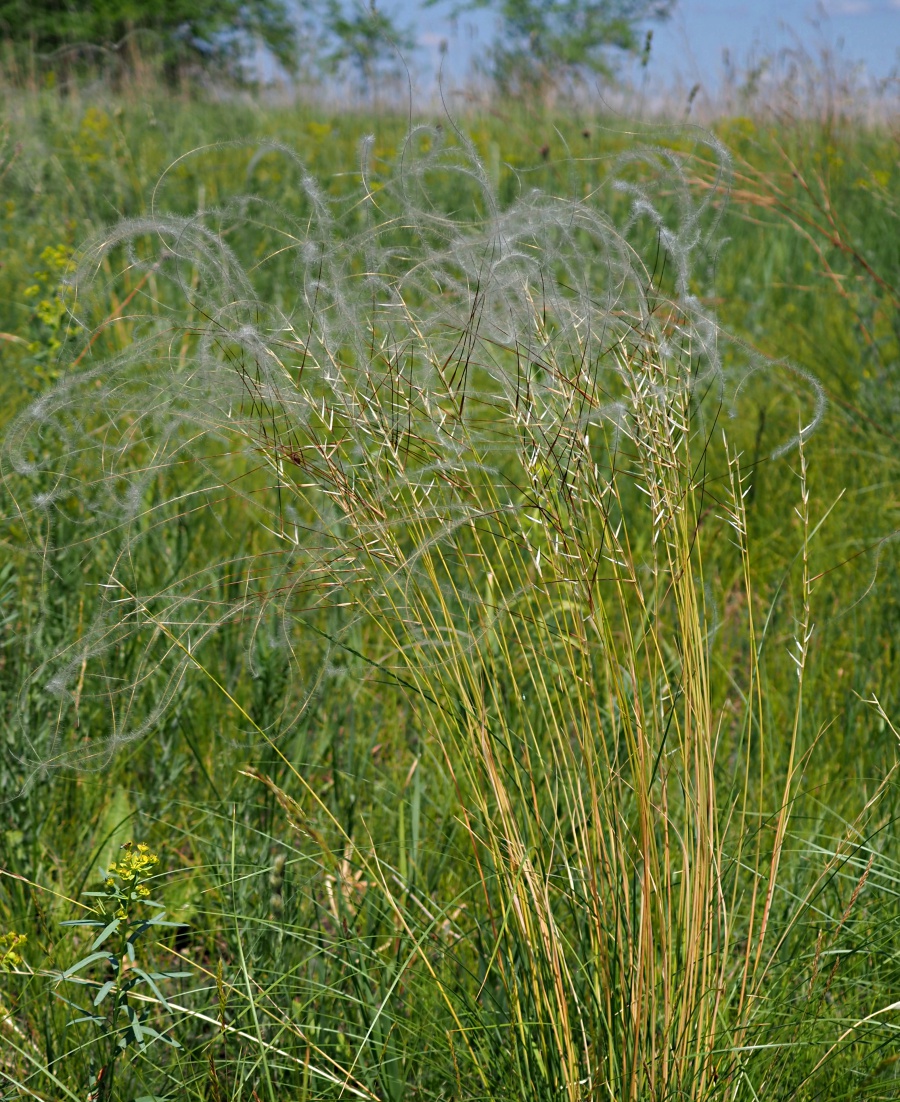 Изображение особи Stipa pennata.