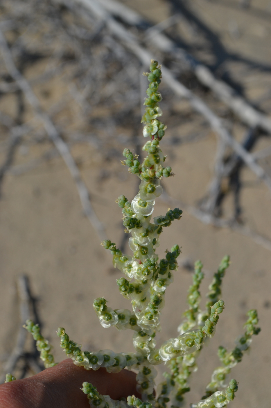 Image of Salsola nitraria specimen.