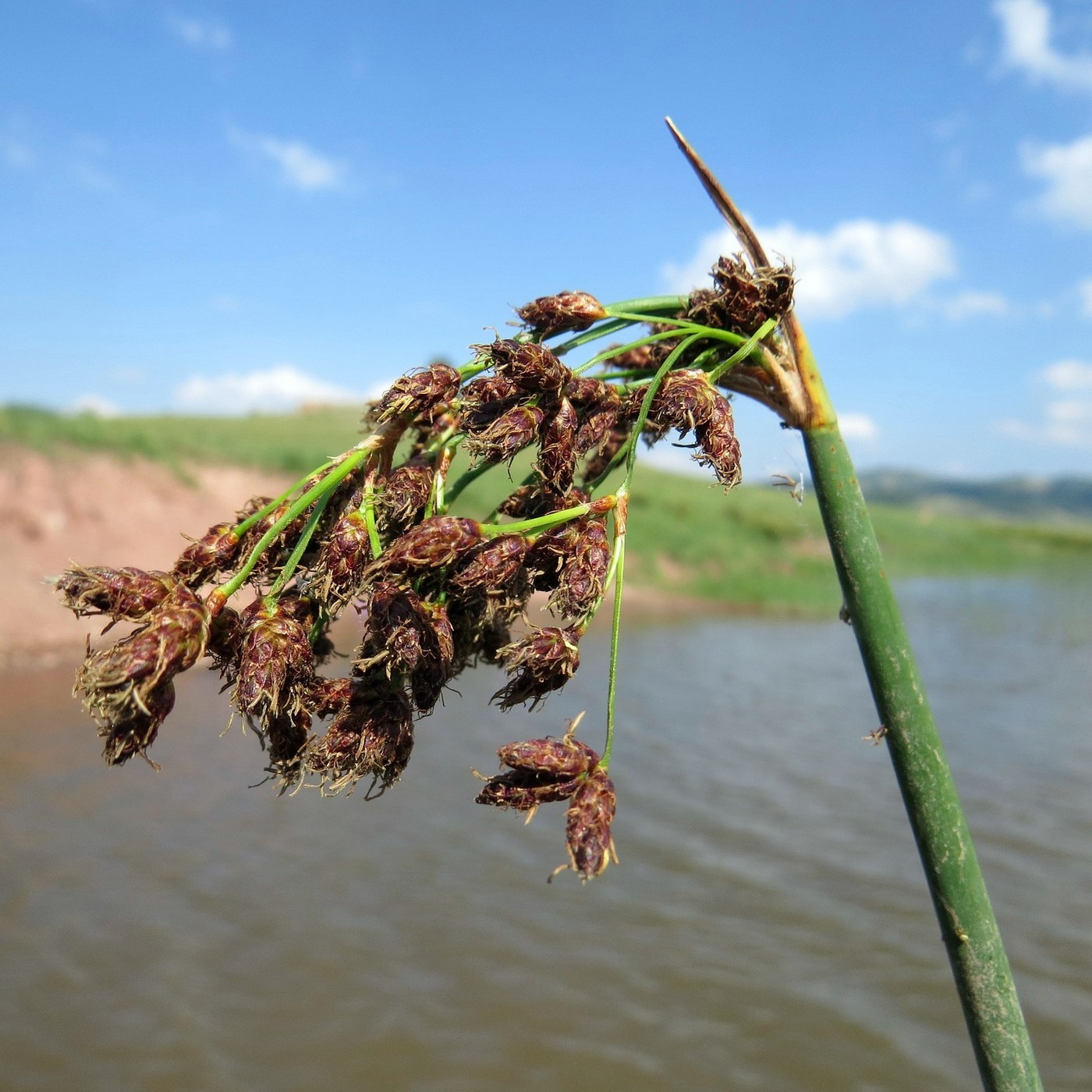 Image of Schoenoplectus tabernaemontani specimen.