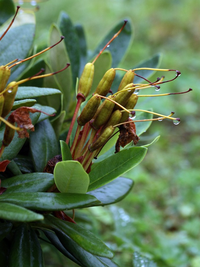 Изображение особи Rhododendron caucasicum.