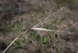 Stipa capillata