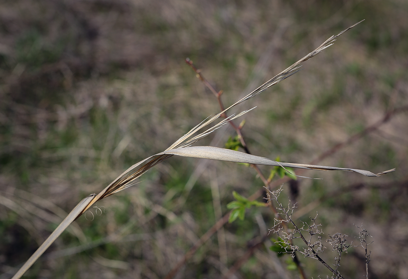 Image of Stipa capillata specimen.