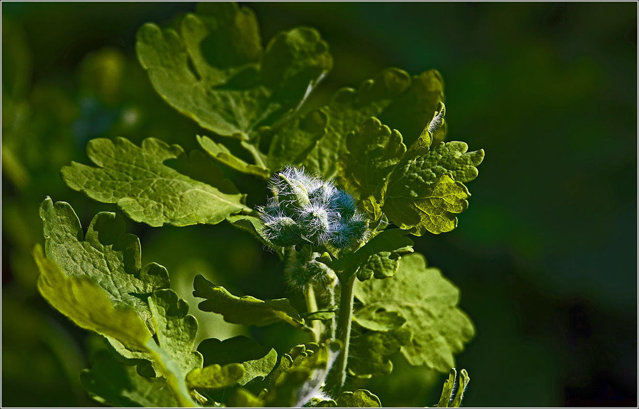 Image of Chelidonium majus specimen.