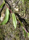 Cirsium simplex