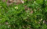 Achillea nobilis
