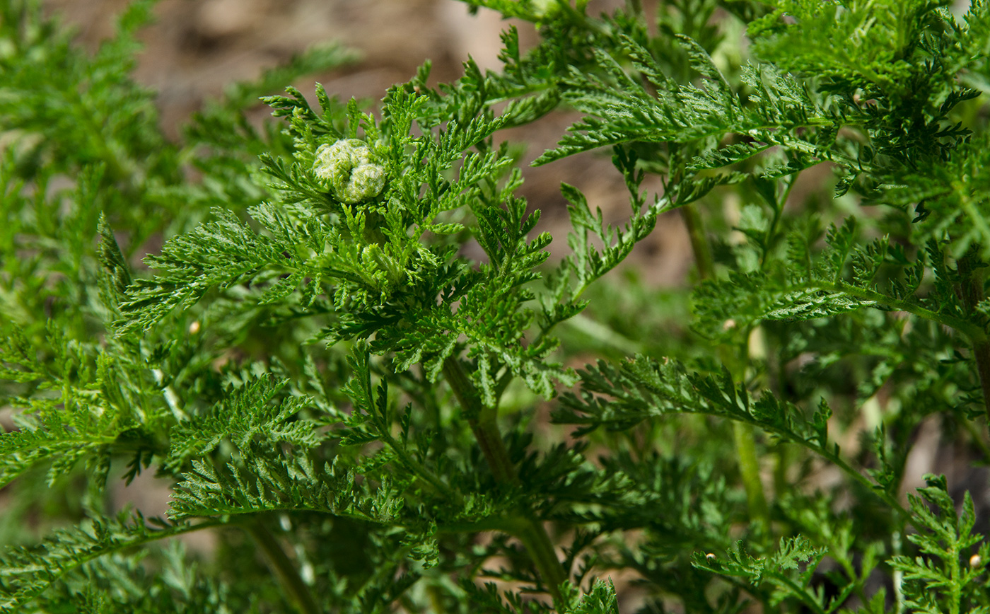 Image of Achillea nobilis specimen.