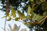 род Ficus
