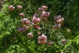 Lilium martagon