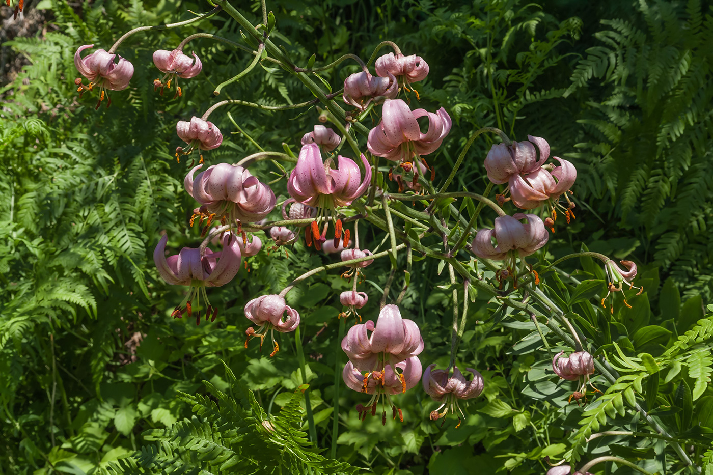 Изображение особи Lilium martagon.