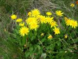 Taraxacum stevenii