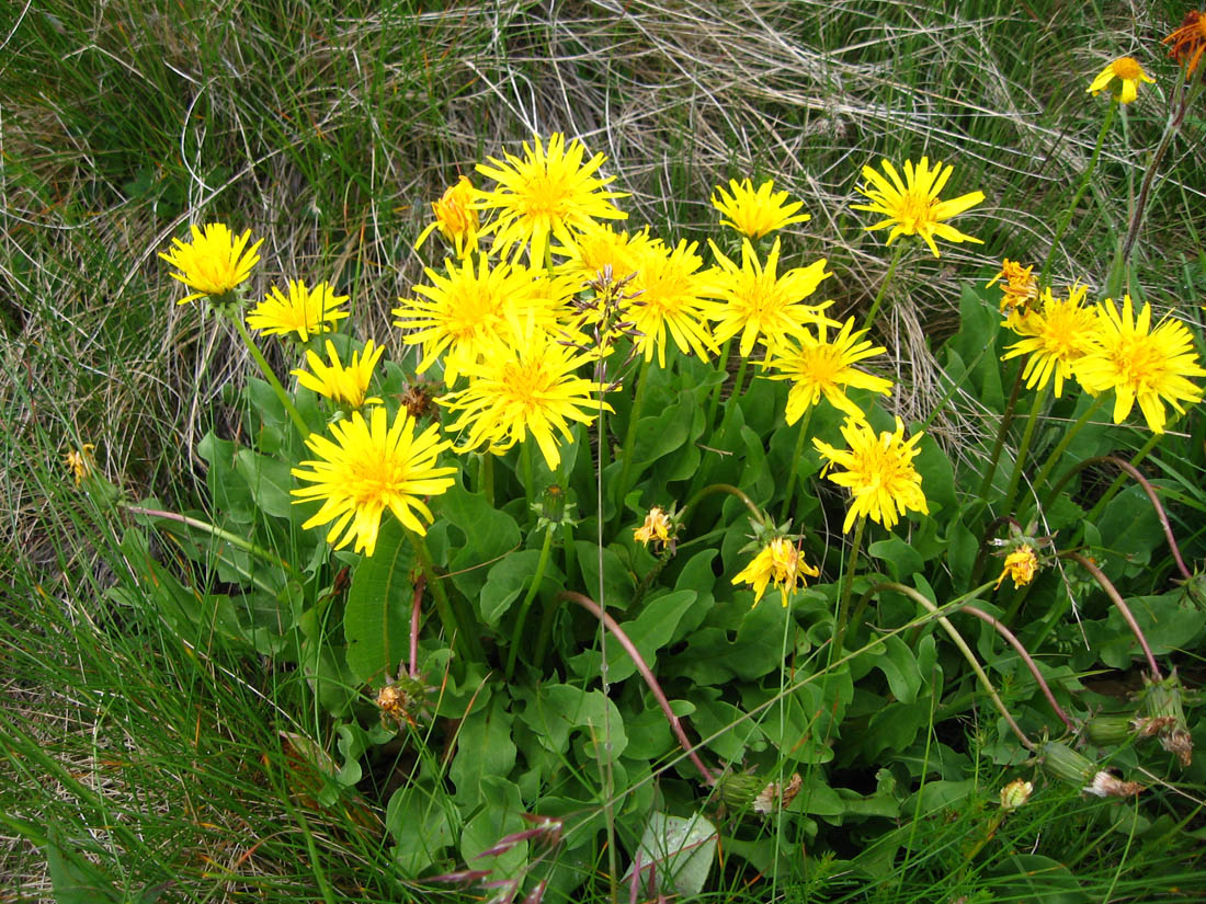Image of Taraxacum stevenii specimen.