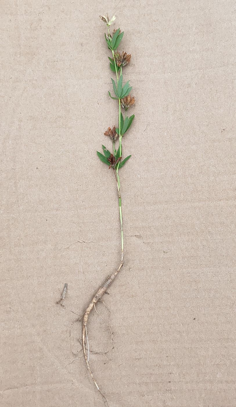 Image of Trifolium spryginii specimen.