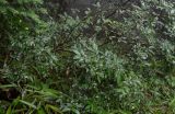 Ligustrum obtusifolium