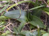 Spiranthes spiralis. Розетка прикорневых листьев. Испания, Каталония, пров. Жирона, комарка Сельва, муниципалитет Сускеда, окр. комплекса «Святой Дом Фар» (Santuari de la Mare de Déu del Far), 1112 м н.у.м, опушка широколиственного леса. 16.10.2024.