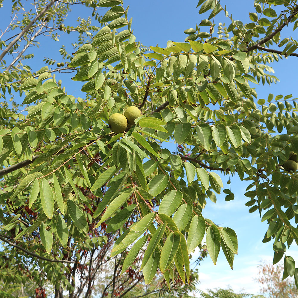 Image of Juglans nigra specimen.