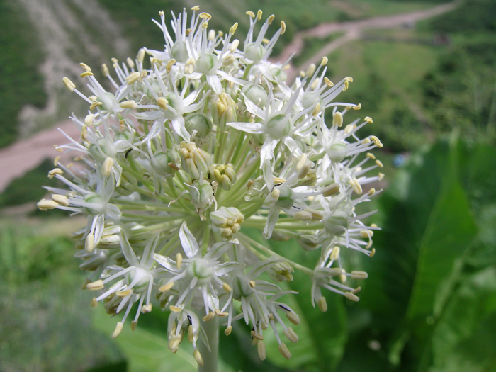 Image of Allium saposhnikovii specimen.