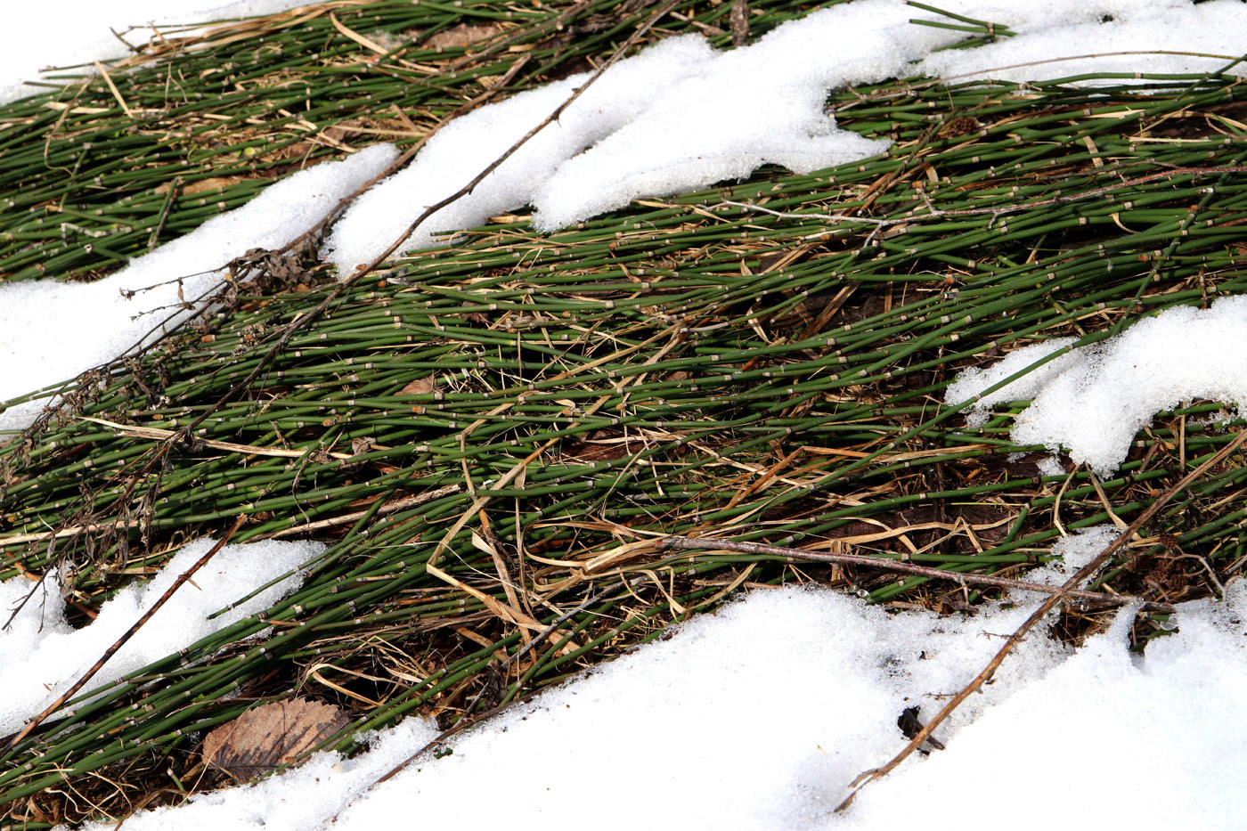 Image of Equisetum hyemale specimen.