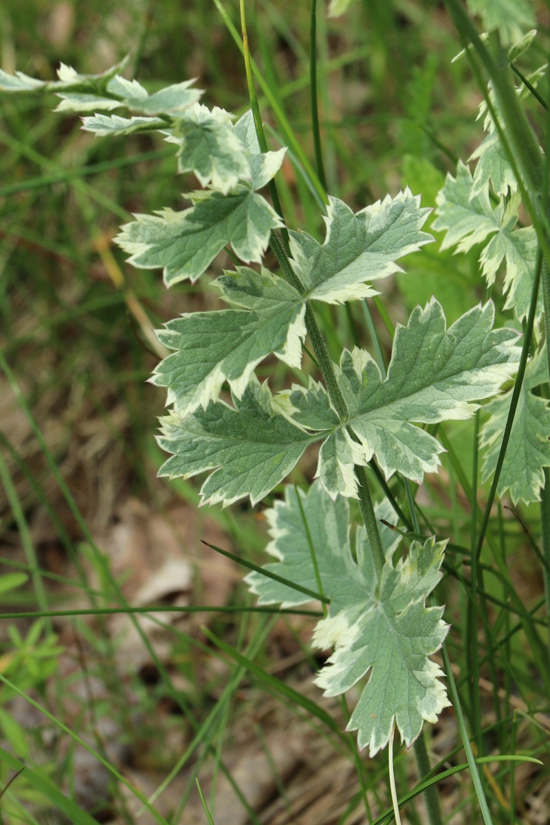 Image of Pimpinella saxifraga specimen.