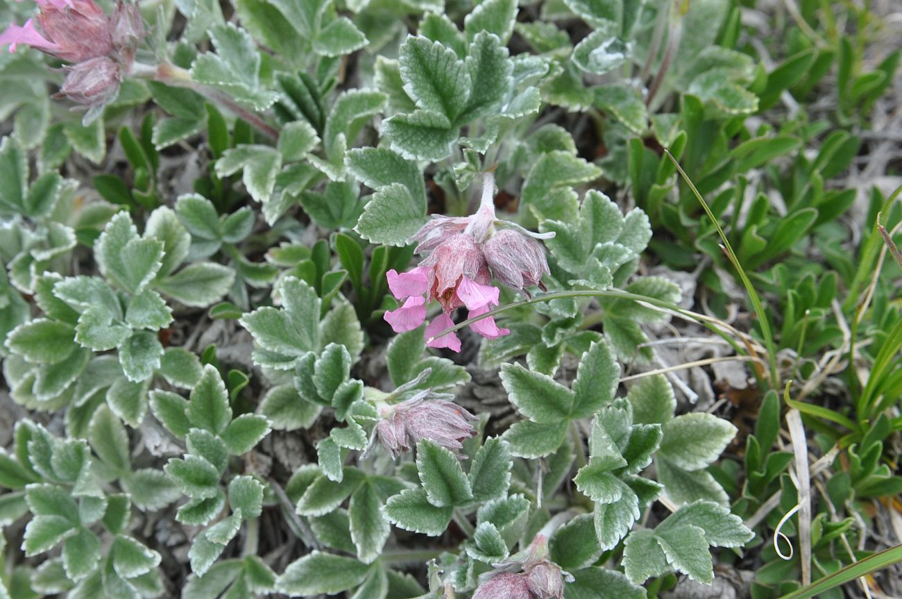 Image of Potentilla divina specimen.