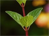Hydrangea paniculata. Часть побега с мутовкой листьев. Московская обл., Раменский р-н, окр. дер. Хрипань, садовый участок. 29.07.2024.