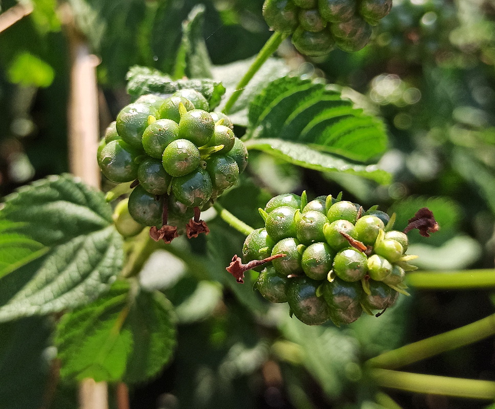 Image of Lantana camara specimen.