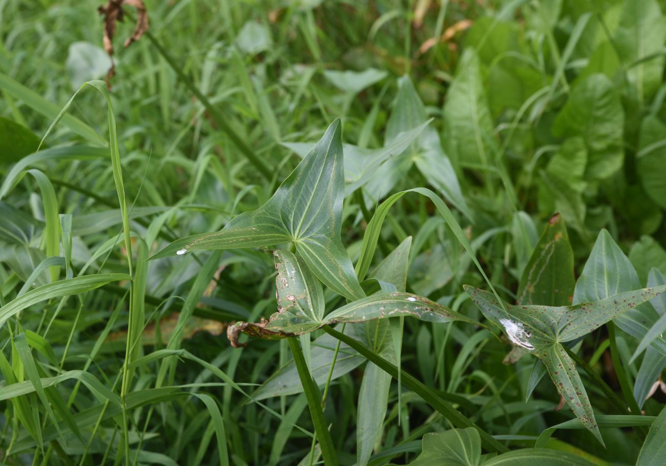 Изображение особи Sagittaria sagittifolia.