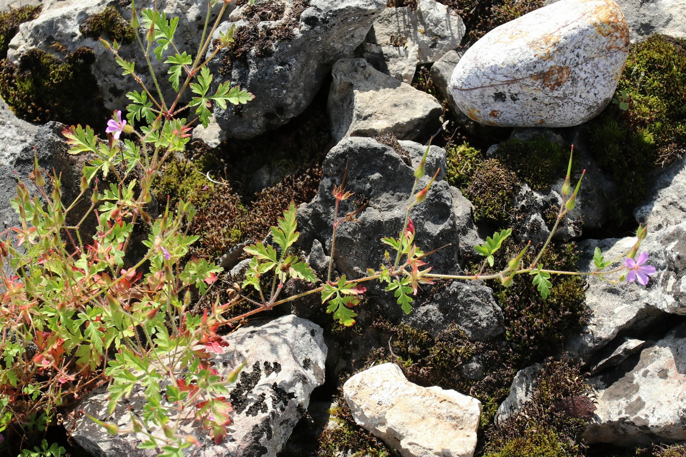 Image of Geranium robertianum specimen.