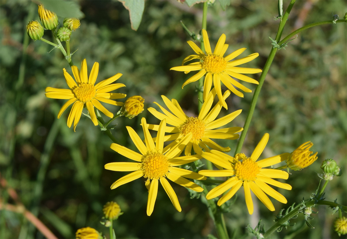 Image of Senecio jacobaea specimen.