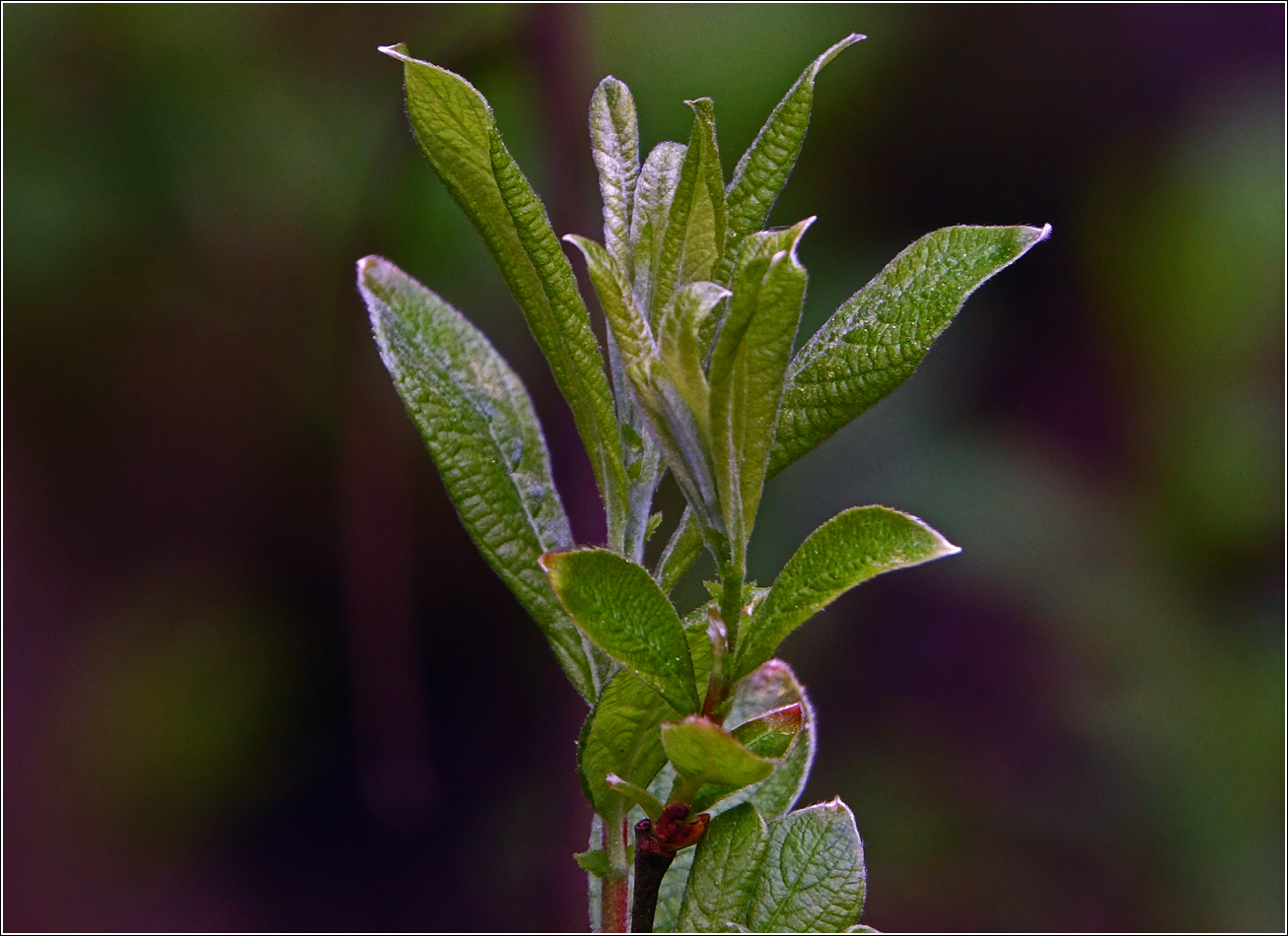 Image of genus Salix specimen.