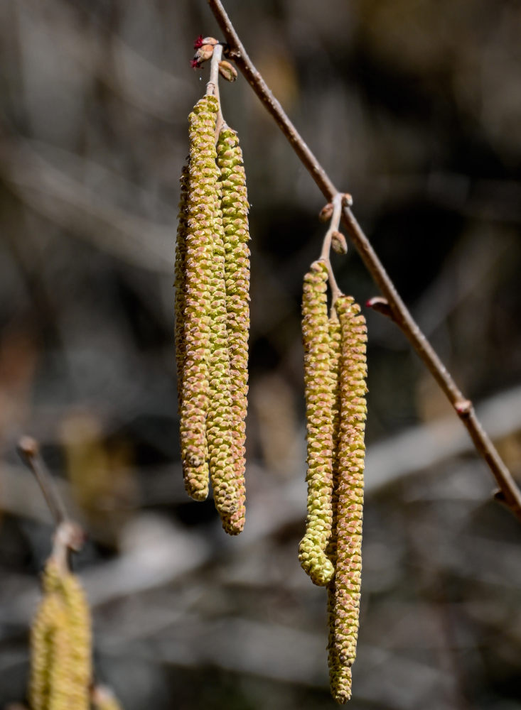 Image of Corylus avellana specimen.