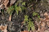 Asplenium adiantum-nigrum