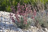 Matthiola fragrans. Цветущие растения. Волгоградская обл., Ольховский р-н, правый берег р. Иловля 2,5 км ниже с. Стефанидовка, меловые горы, на меловом обнажении. 07.05.2016.
