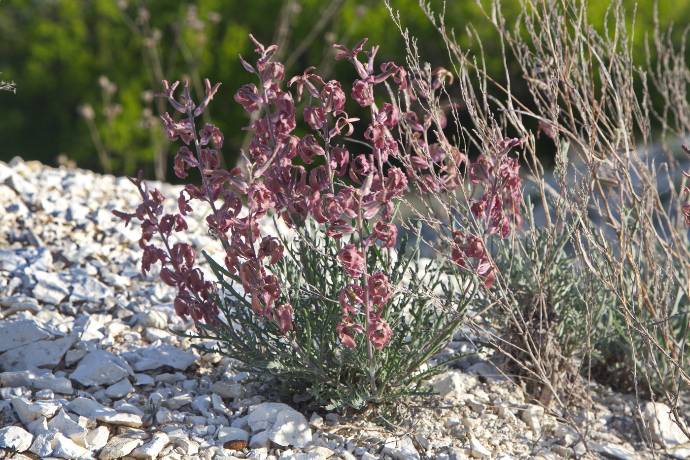 Image of Matthiola fragrans specimen.