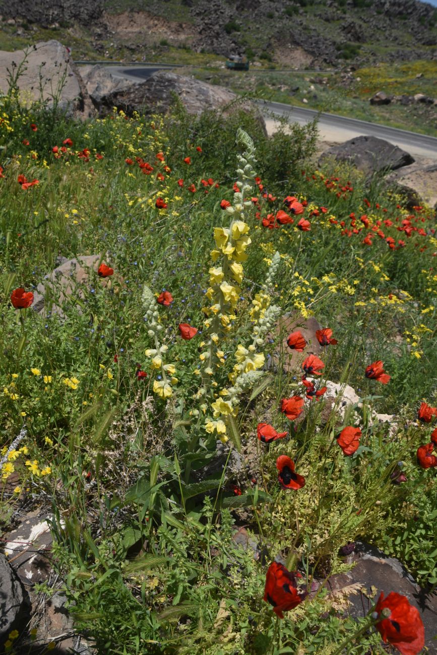 Image of genus Verbascum specimen.