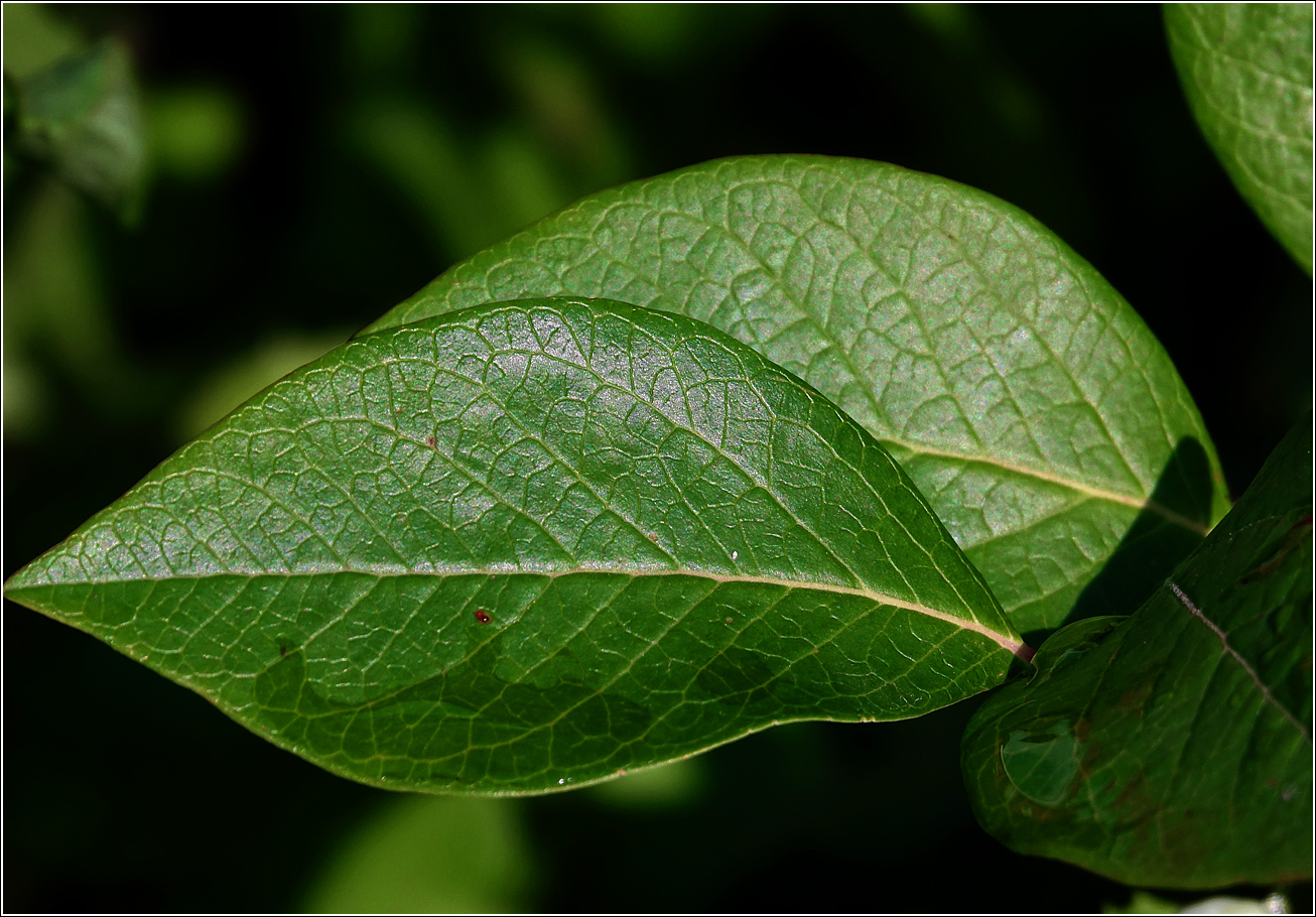 Изображение особи Vaccinium corymbosum.