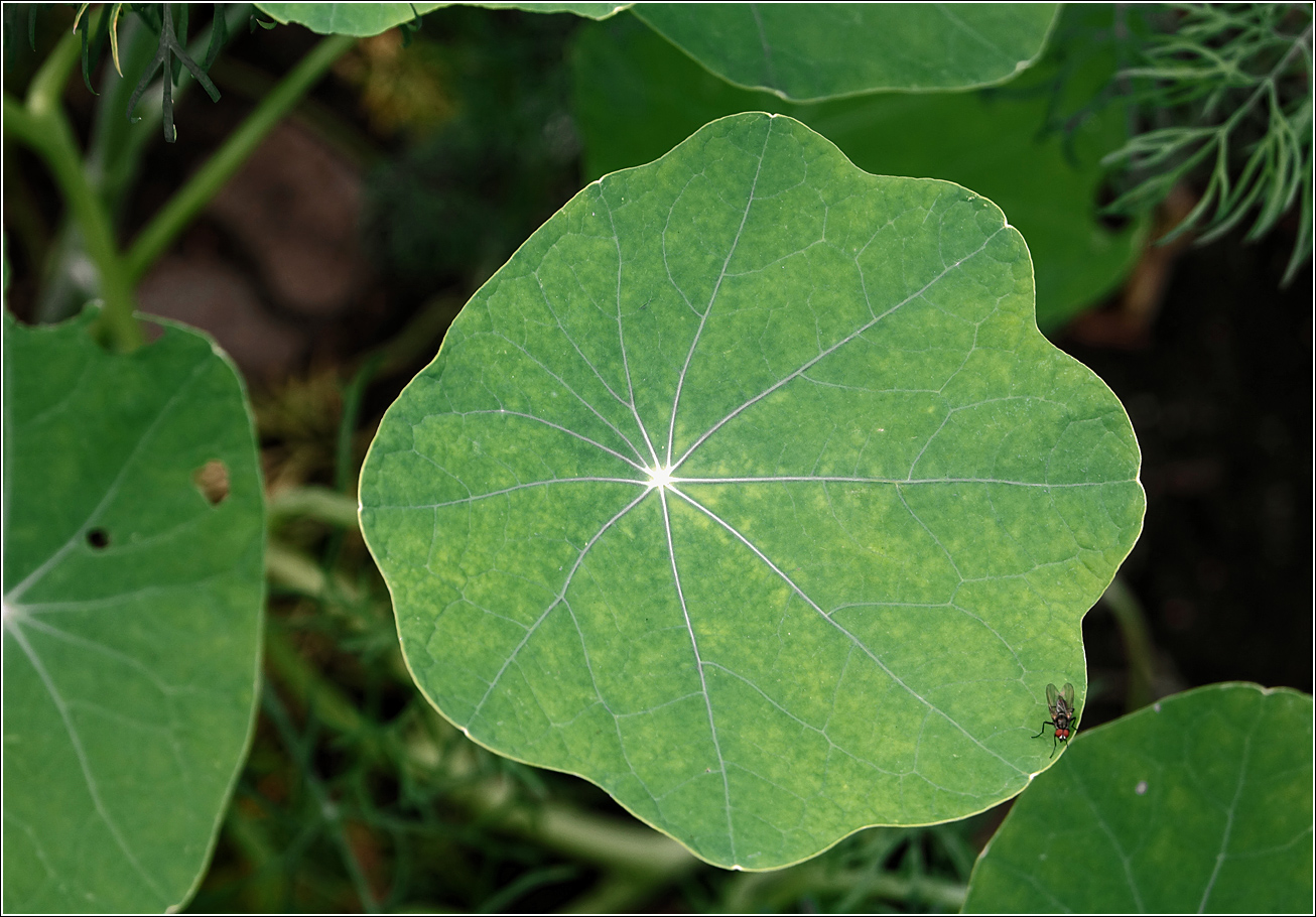 Изображение особи Tropaeolum majus.