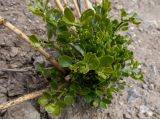 Zygophyllum fabago. Вегетирующее растение с засохшими прошлогодними основаниями генеративных побегов. Крым, окр. г. Судак, ур. Алчак-Кая, каменистый осыпающийся склон. 10.04.2025.