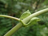 Image of taxon representative. Author is Наталья Володина