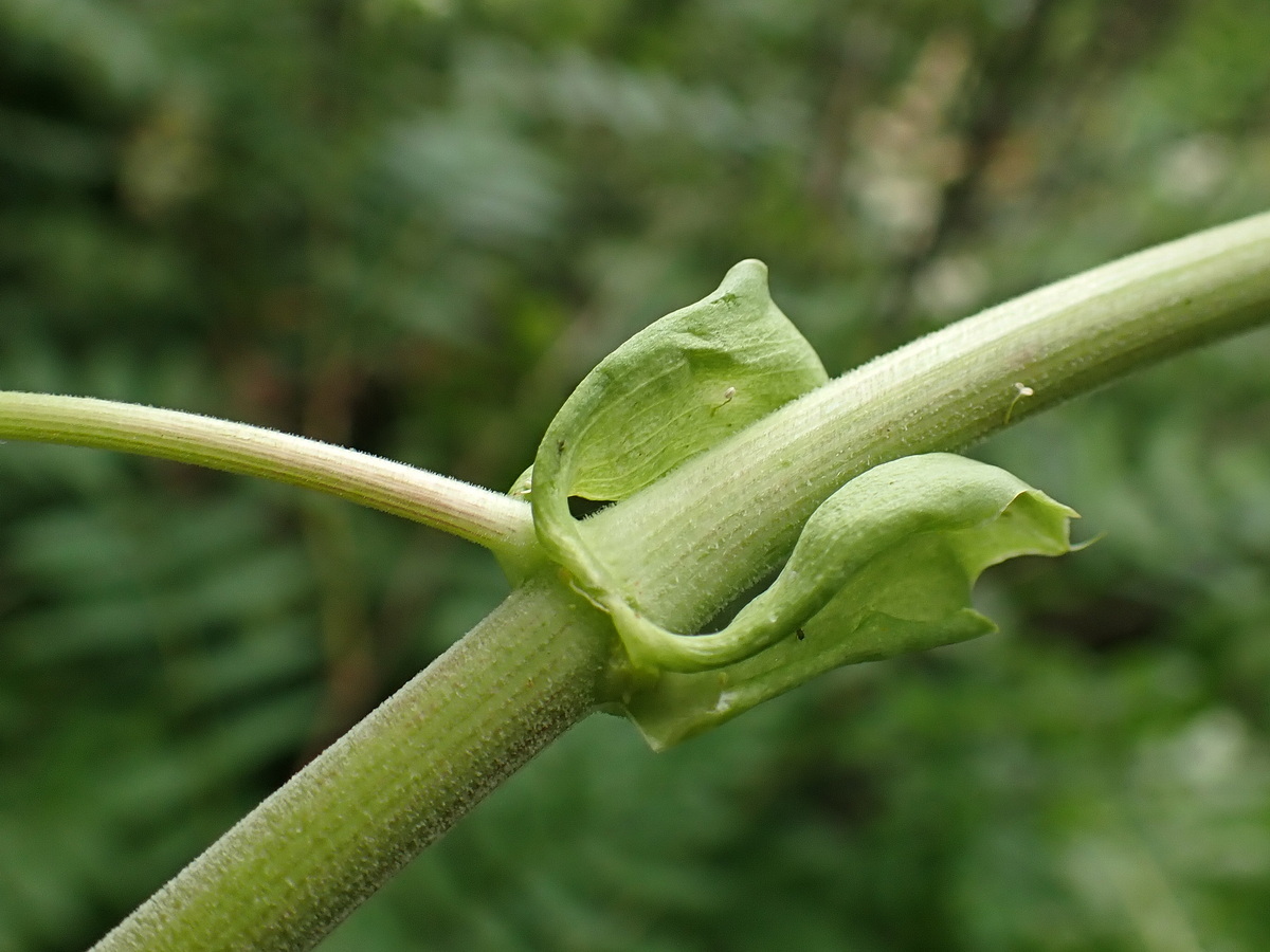 Image of Angelica dahurica specimen.