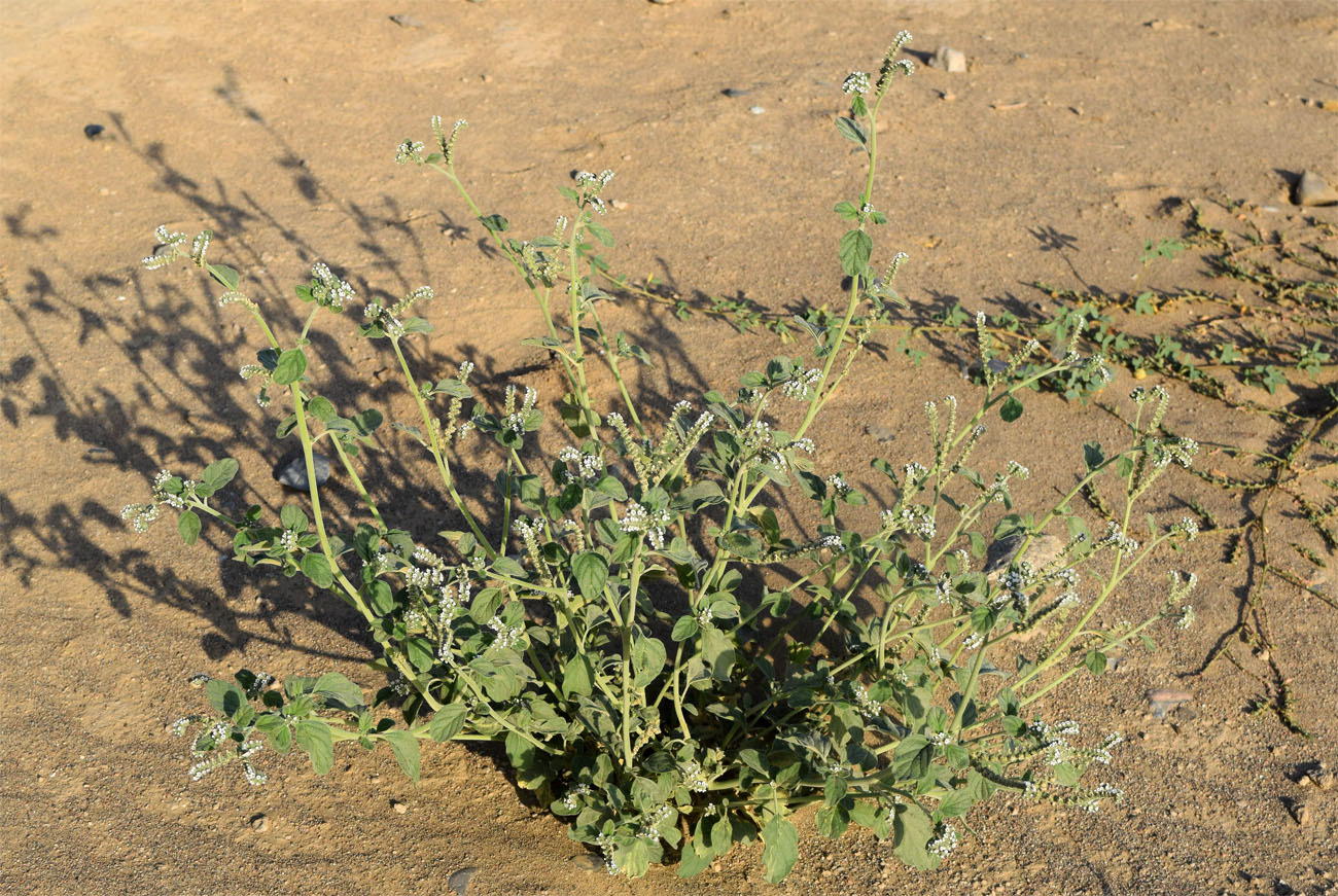 Image of Heliotropium ellipticum specimen.