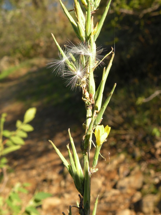 Image of Scariola viminea specimen.