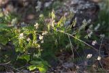 Vicia sylvatica. Веточка с увядающими соцветиями и незрелыми соплодиями. Карелия, Лоухский р-н, окр. биостанции «Мыс Картеш»; берег Белого моря, хвойно-мелколиственный лес. 22.07.2025.